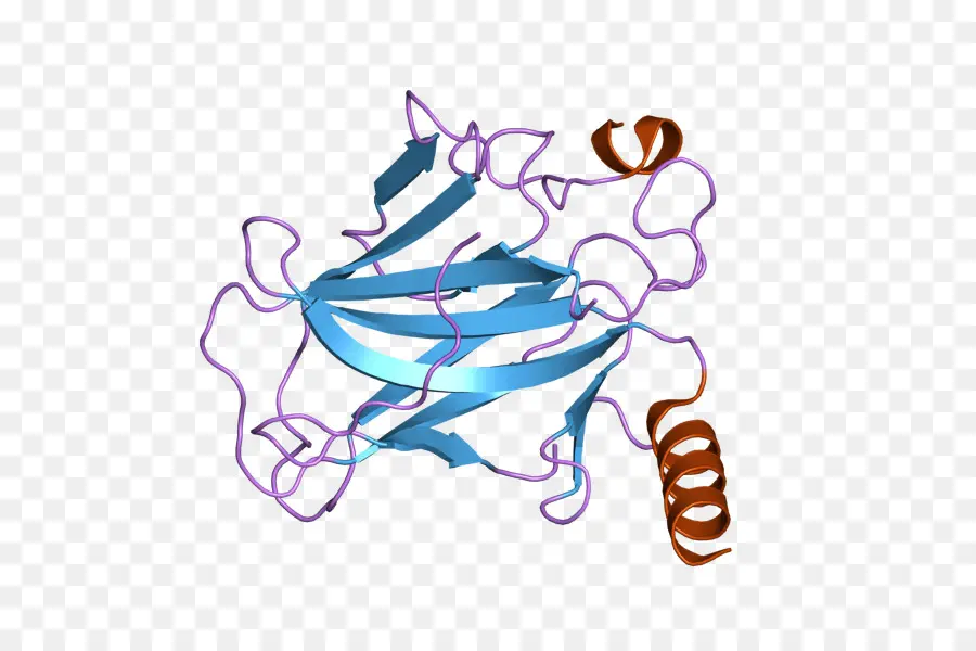 Structure Des Protéines，Biologie Moléculaire PNG