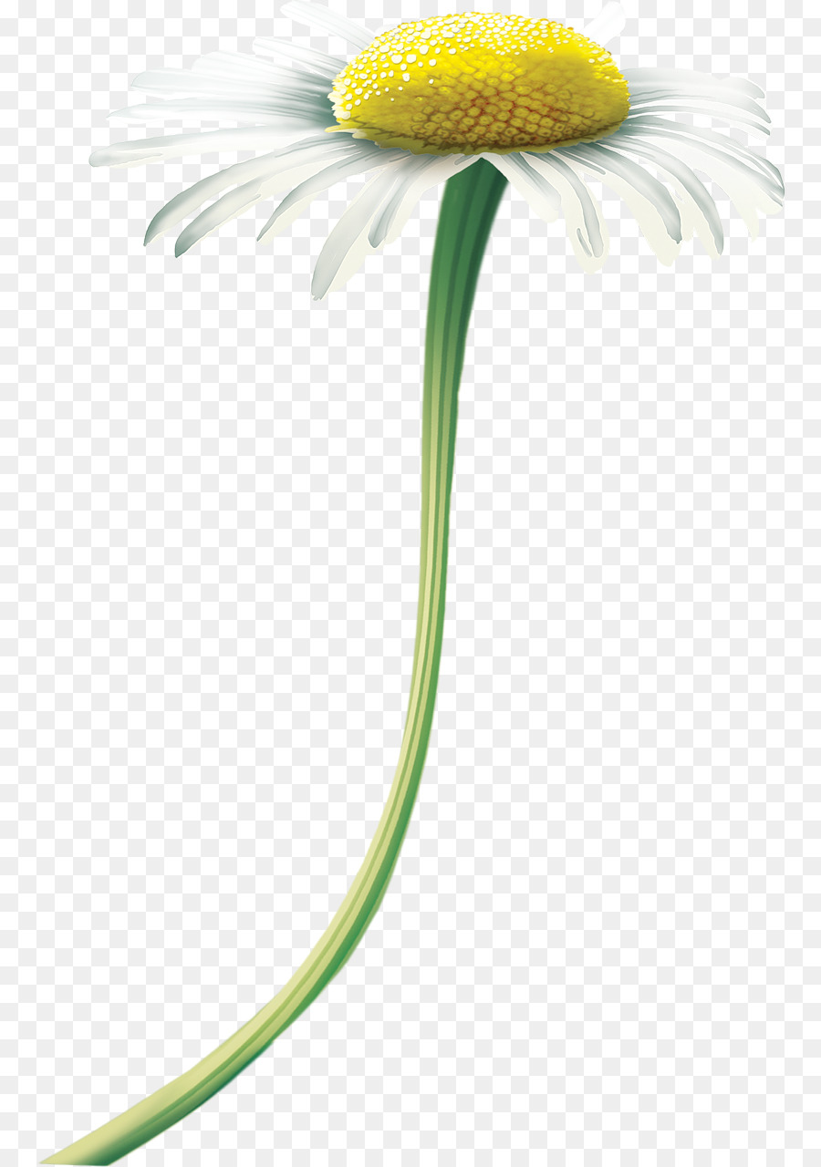 Oxeye Daisy，Matricaria PNG