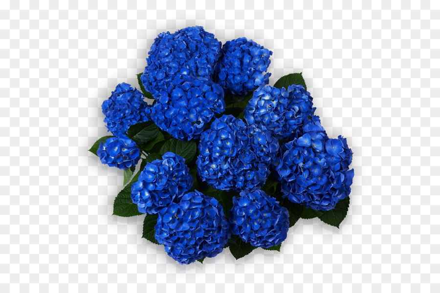 Hortensia，Bleu PNG