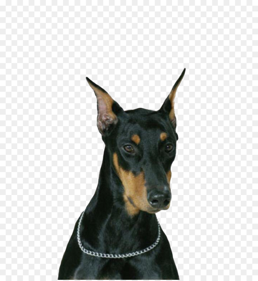 Dobermann，Le Yorkshire Terrier PNG