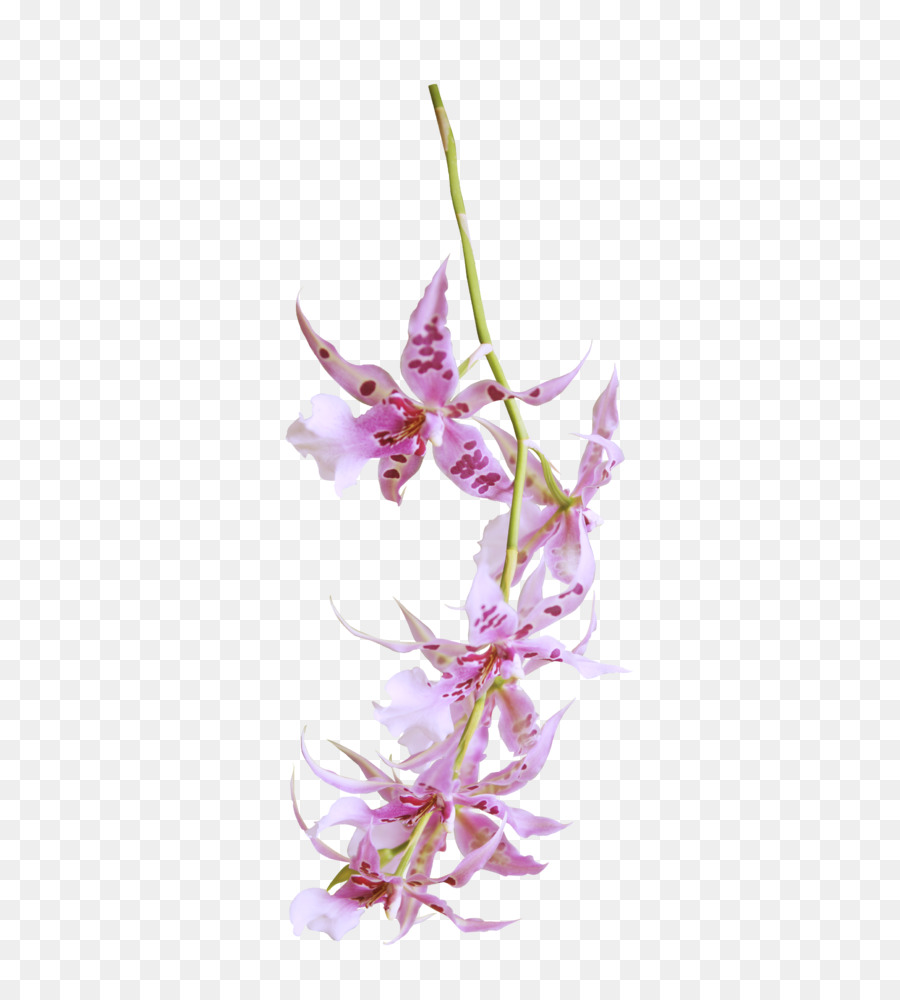 Orchidée Rose，Usine PNG