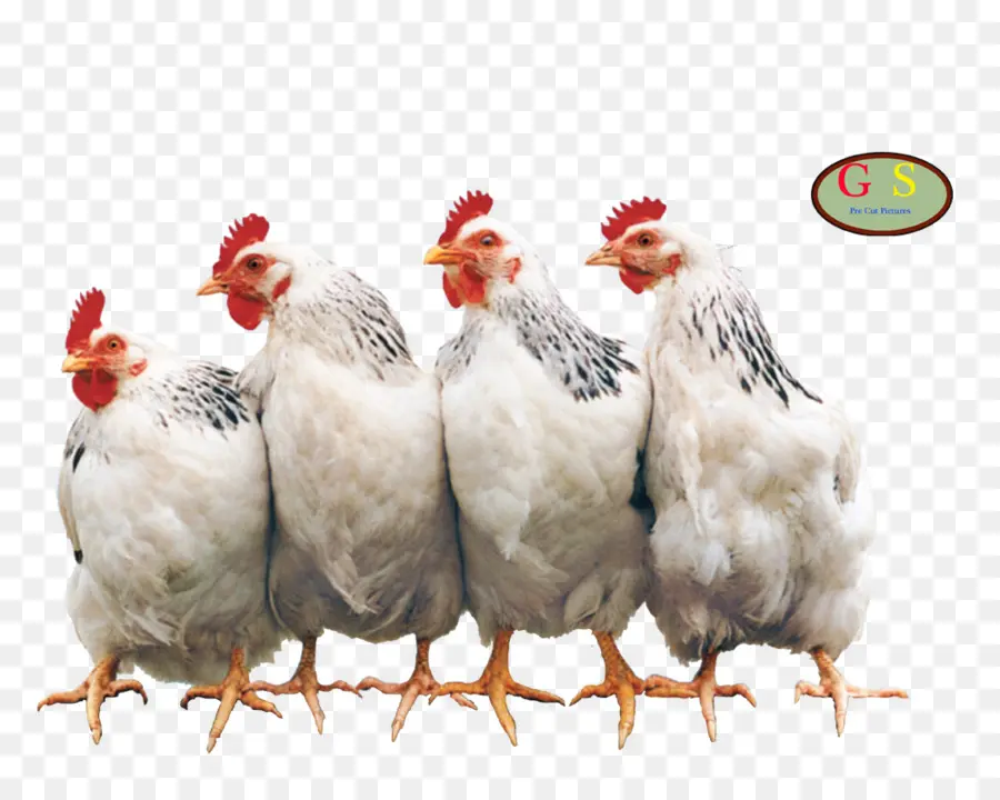 Poulet，Poulailler PNG