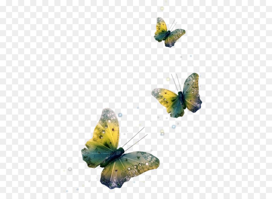 Papillon，Photoscape PNG