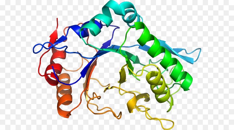 Structure Des Protéines，Biologie PNG