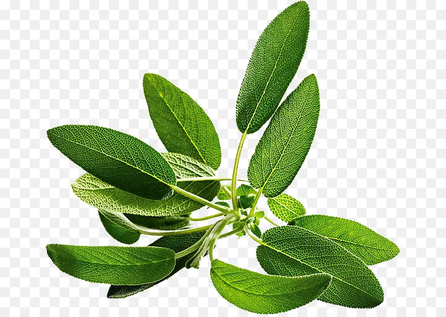 Sage，Herbe PNG