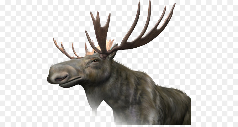 Cerf，Bois PNG