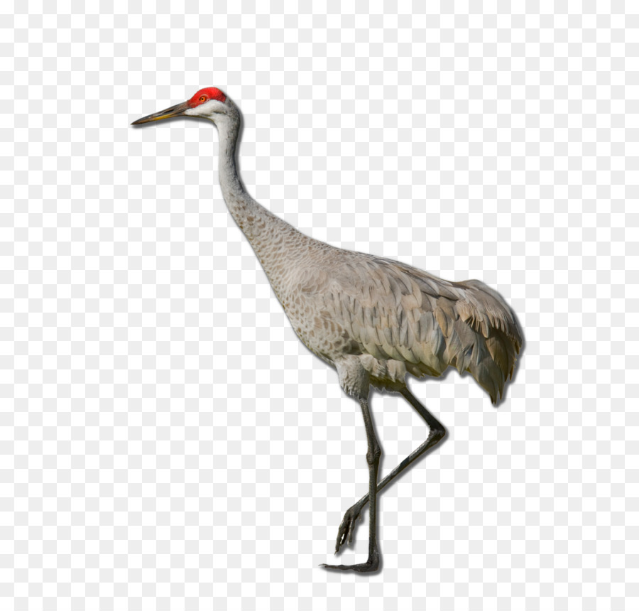 grue la grue du canada redcrowned grue png grue la grue du canada redcrowned grue transparentes png gratuit freepng