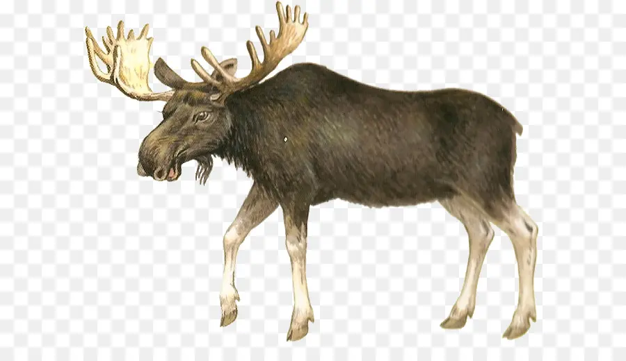 L Orignal，Cerf PNG