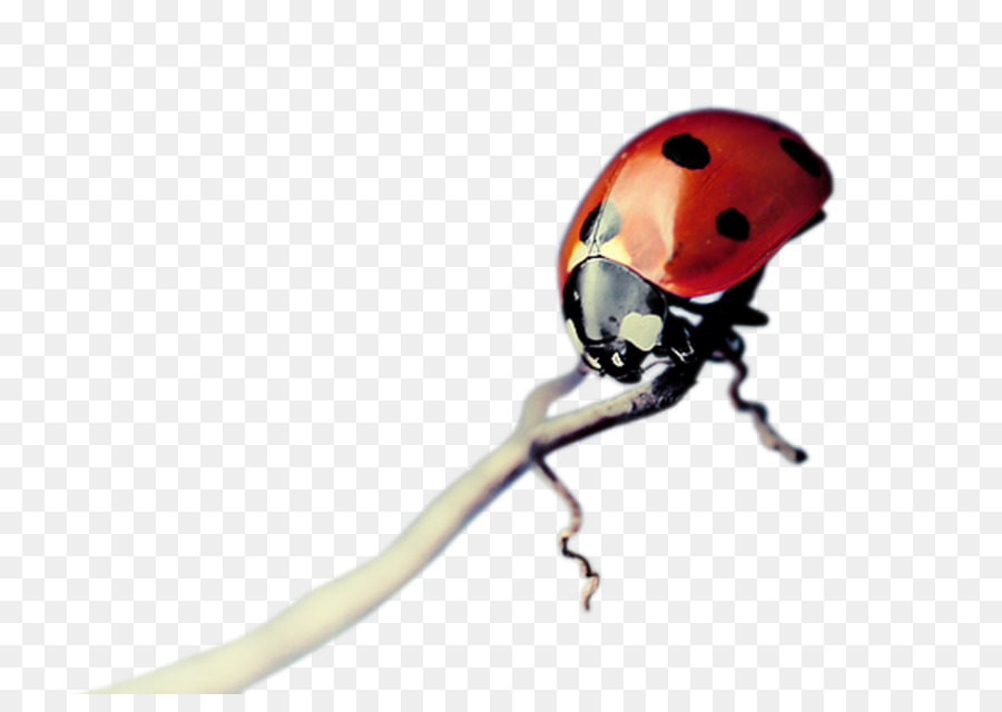 Coccinelle，Les Insectes PNG