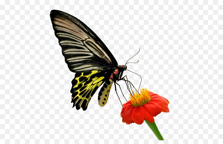 Papillon，La Vie PNG