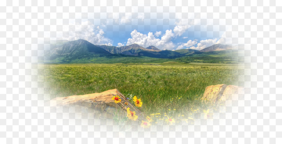 Champ De Montagne，Fleurs PNG