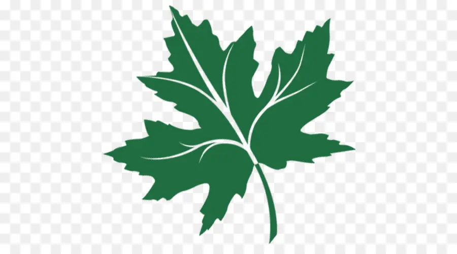 Feuille Verte，Usine PNG