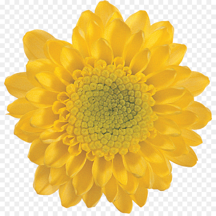 Tournesol Jaune，Usine PNG