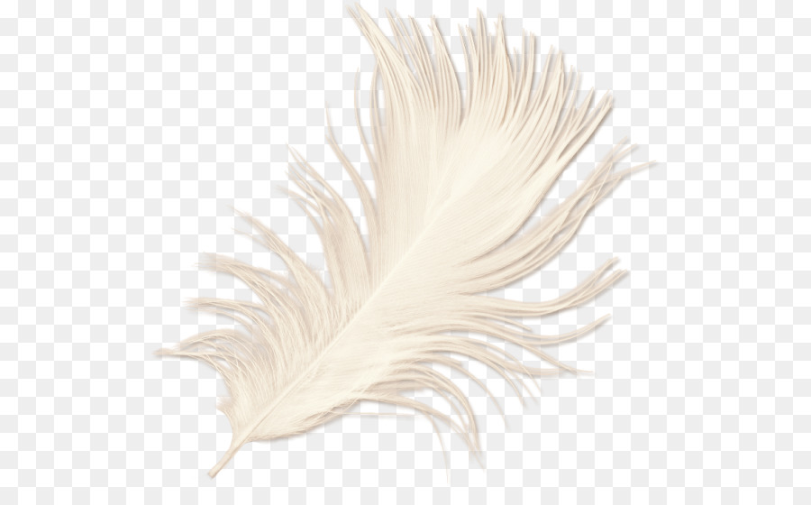 Plume，Plume Blanche PNG