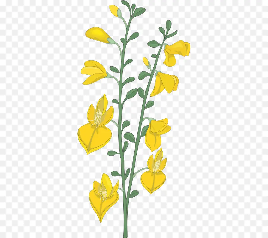 Fleurs Jaunes，Tige Verte PNG