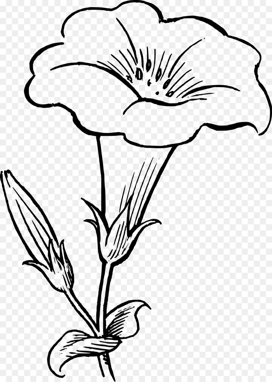 Fleur，Floraison PNG