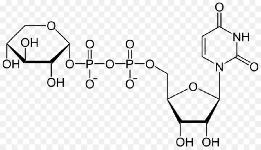 L Uridine Triphosphate，L Uridine Diphosphate PNG
