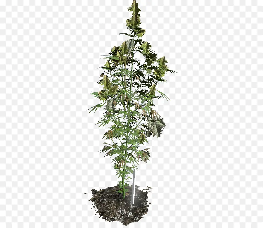 Plante De Cannabis，Marijuana PNG