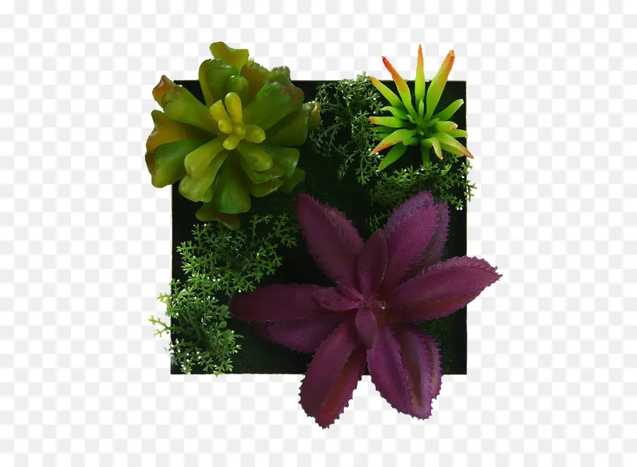 Plantes Succulentes，Vert PNG