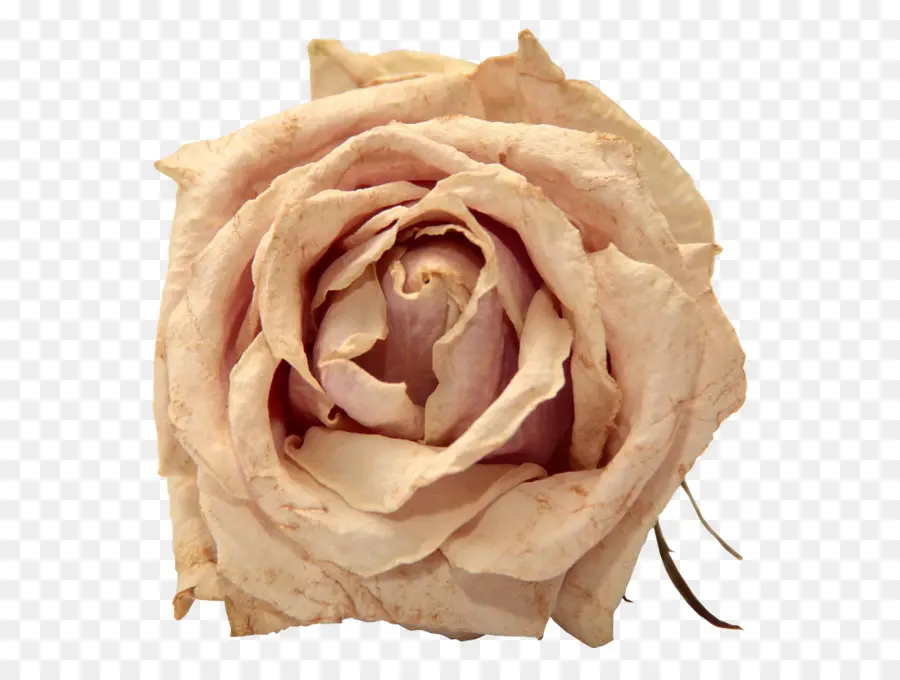 Rose Dorée，Floraison PNG