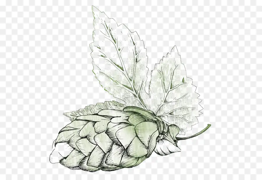 Cône De Houblon，Feuilles PNG