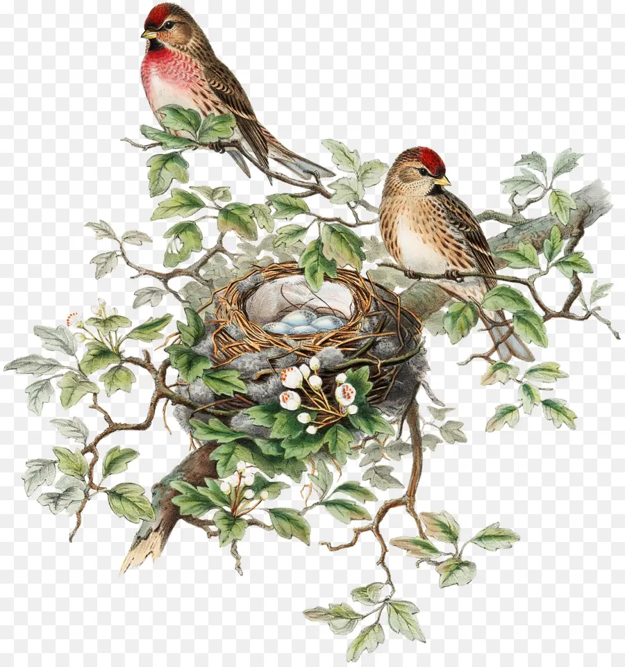 Oiseaux Sur Branche，Nid PNG