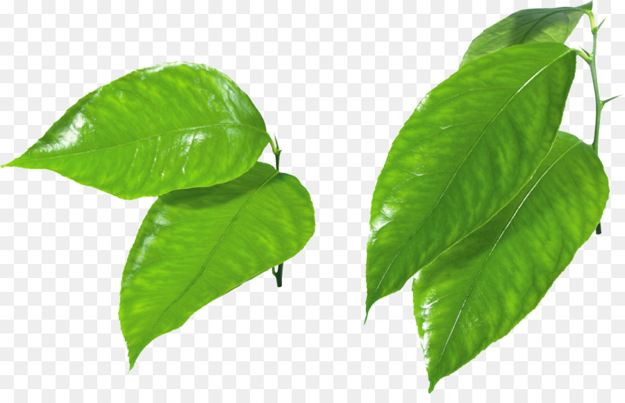 Plante Verte，Feuilles PNG