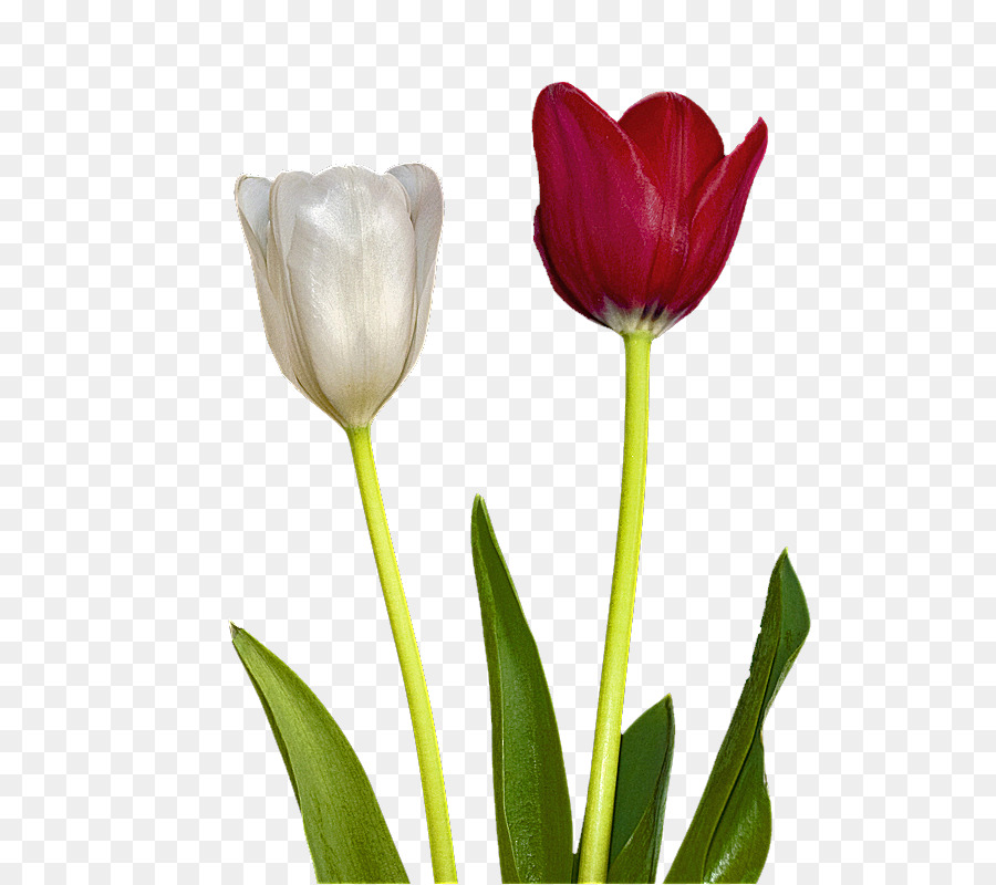 Tulipe，Usine PNG