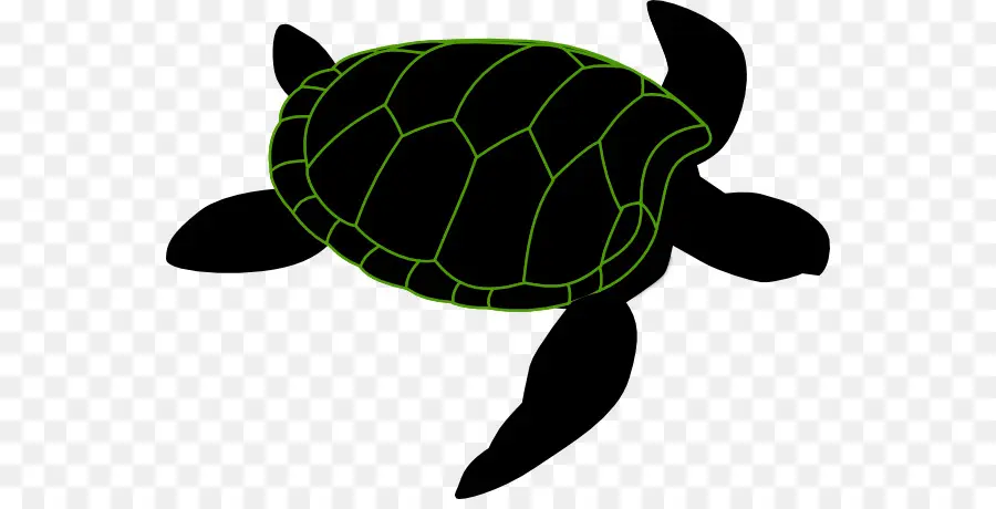 Tortue Verte，Coquille PNG