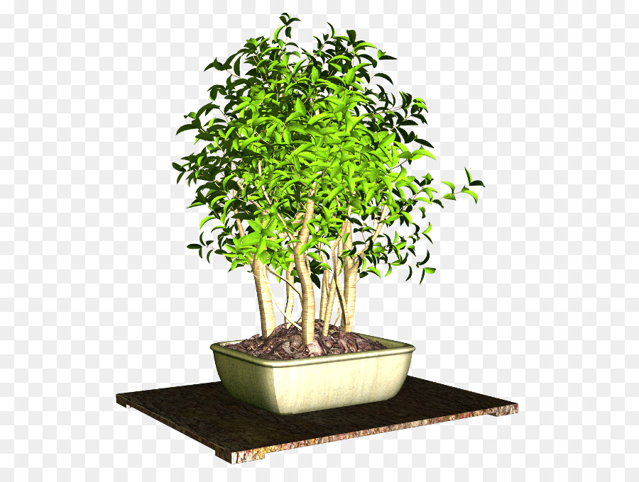 Plante Verte，Feuilles PNG