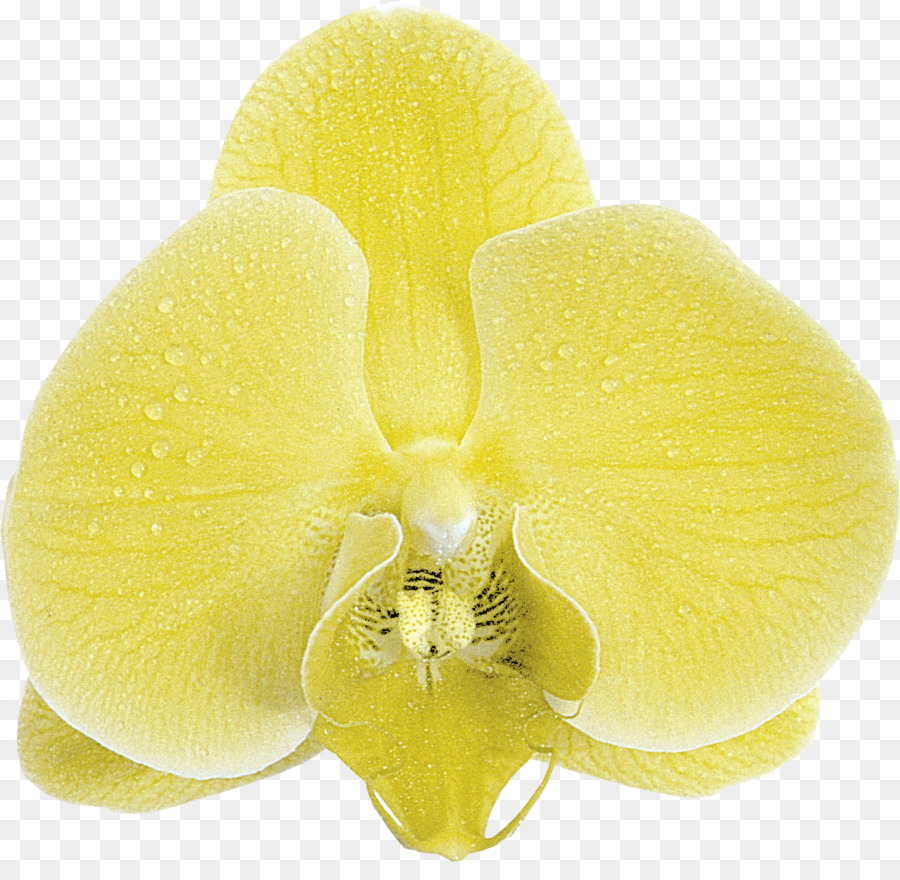 Teigne Des Orchidées，Gros Plan PNG