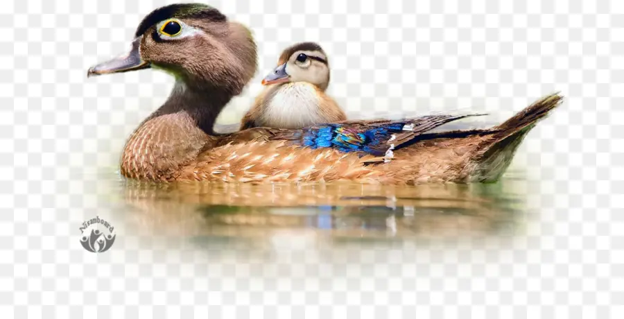 Canard，Eau PNG