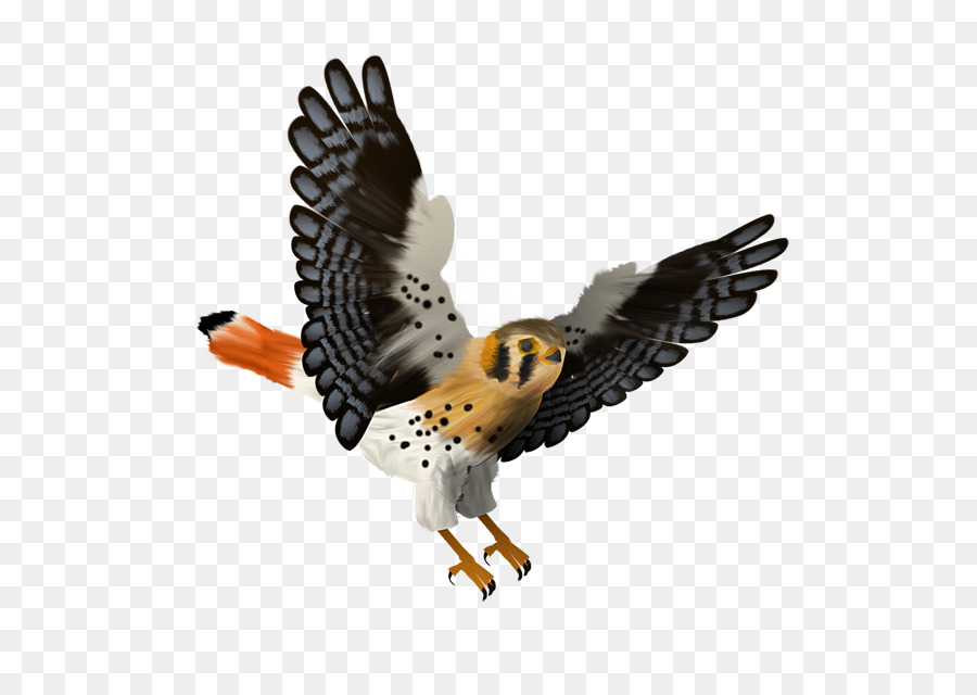 Animation，Falcon PNG