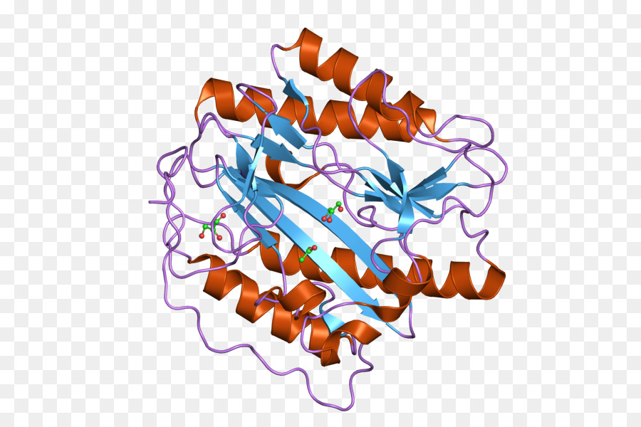Metap1，Enzyme PNG