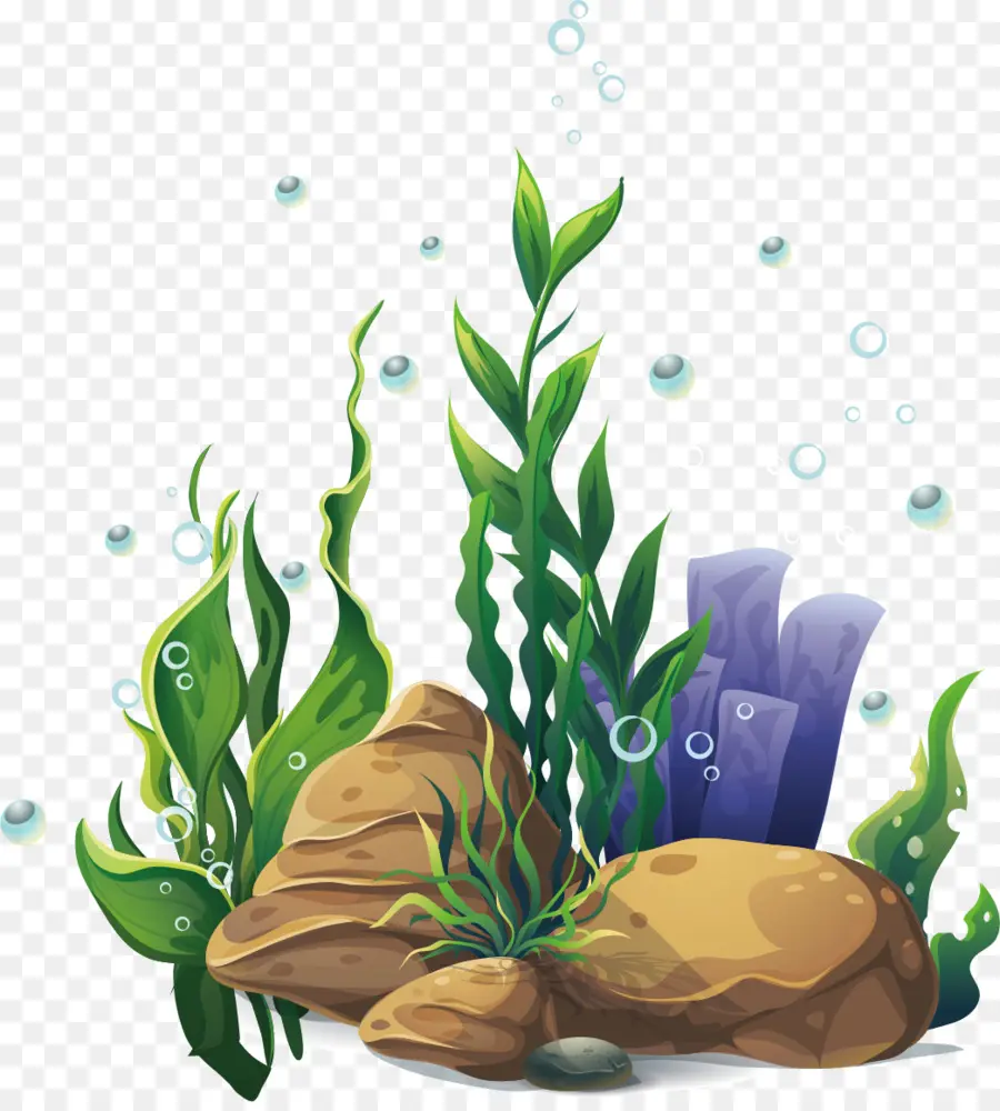 Plantes Sous Marines，Algue PNG