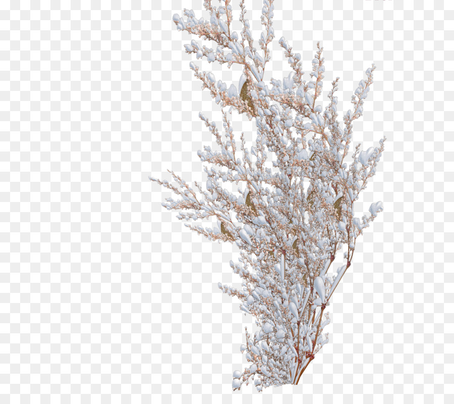 Branches Enneigées，Hiver PNG