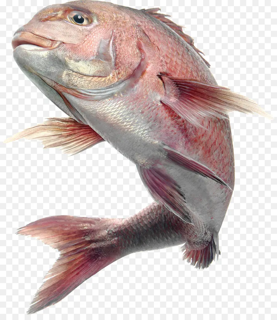 Poisson，Mer PNG