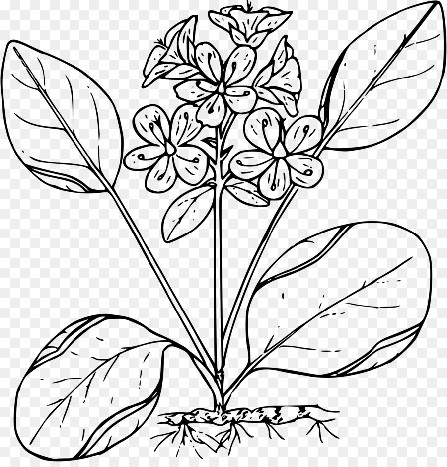 Art Floral，Fleur PNG