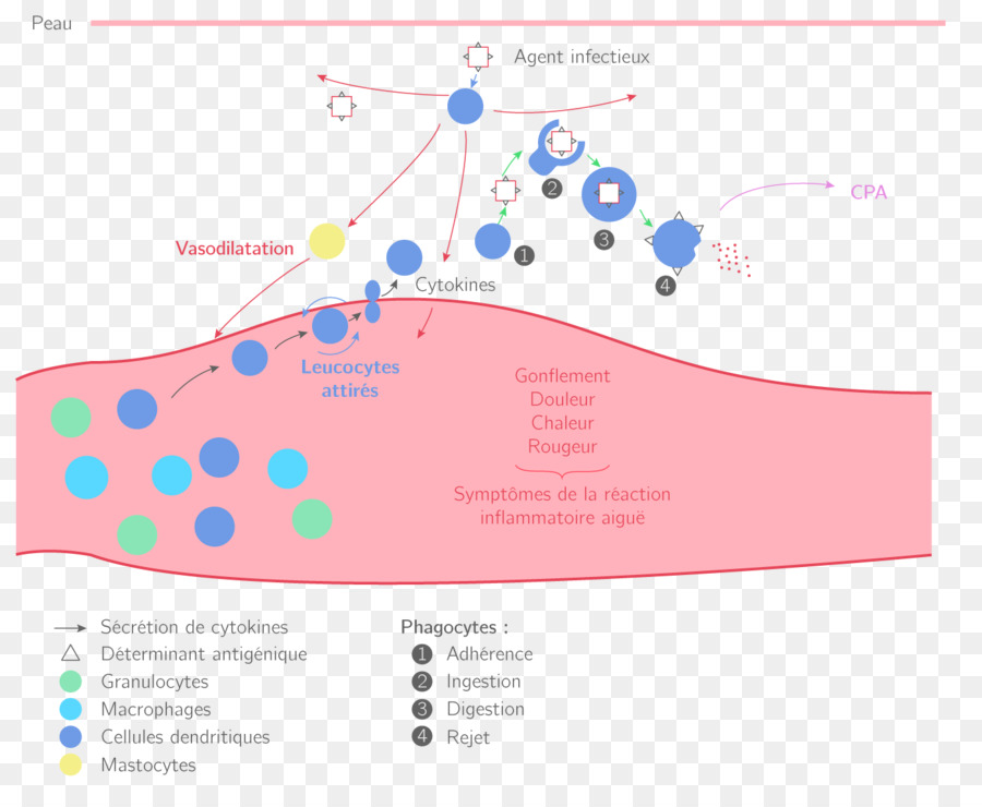 L Inflammation，Terminale Scientifique PNG