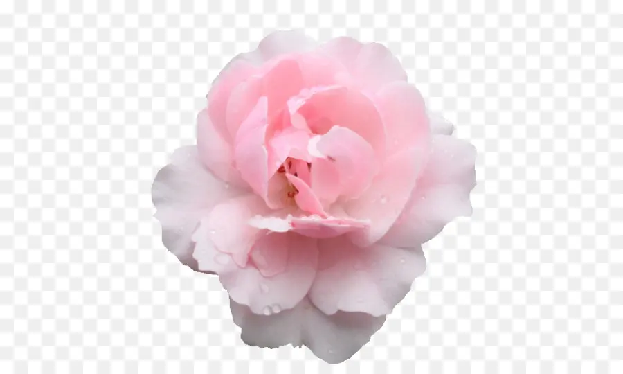 Roses De Centifolia，Roses De Jardin PNG