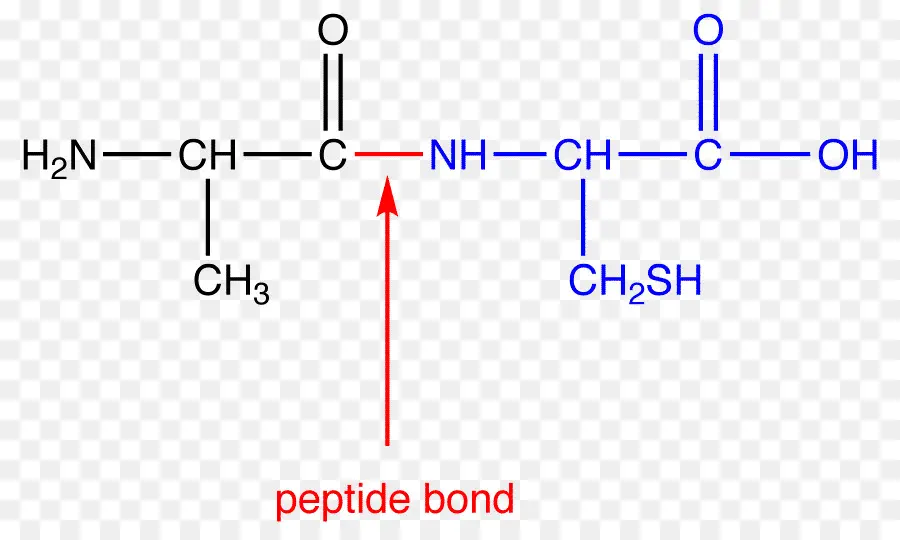 La Liaison Peptidique，D Acides Aminés PNG