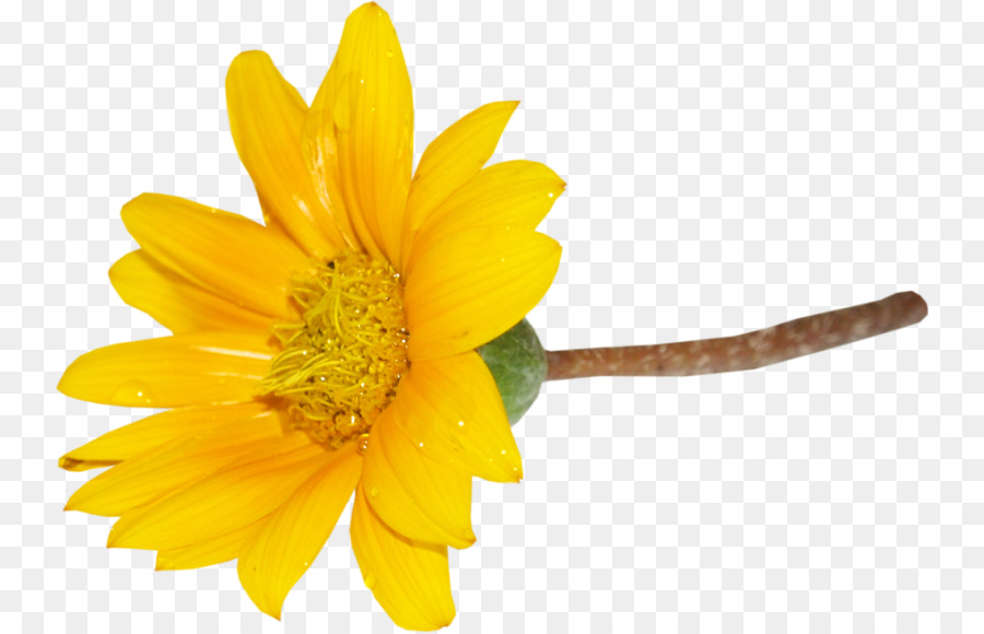 Fleur，Télécharger PNG
