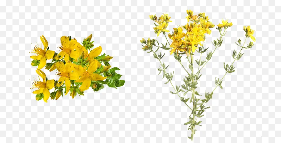 Fleurs Jaunes，Tiges Vertes PNG