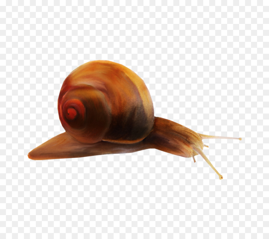 Escargot，Orthogastropoda PNG