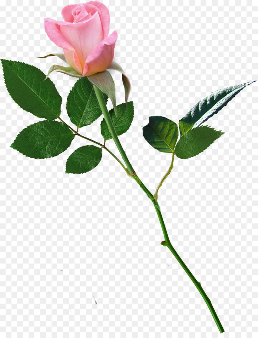 Rose Rose，Floraison PNG