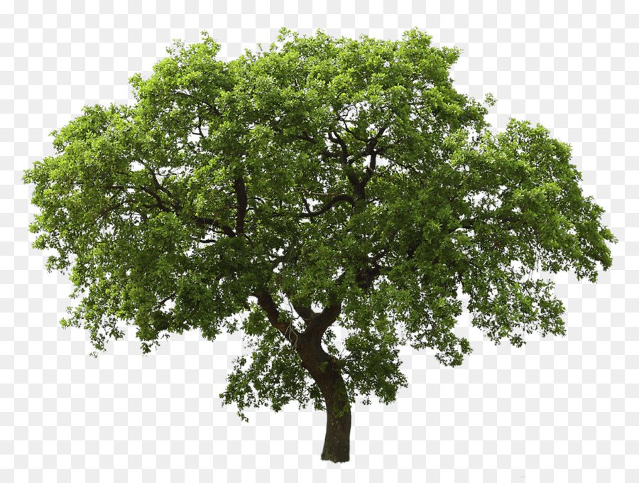 Arbre Vert，Nature PNG