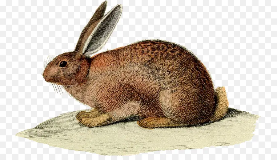 Lapin，Lapin De Pâques PNG