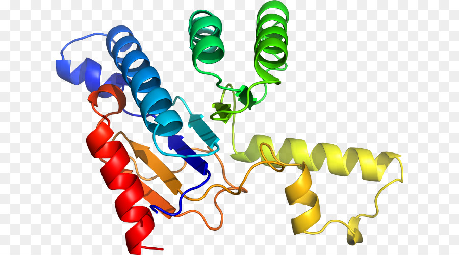 Structure Des Protéines，Biologie PNG