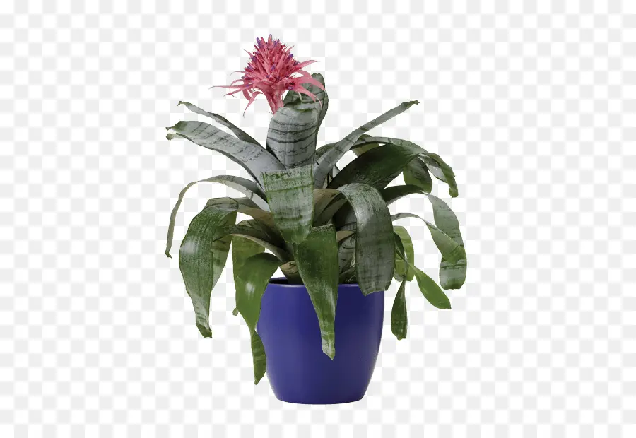 Plante En Pot，Fleur PNG