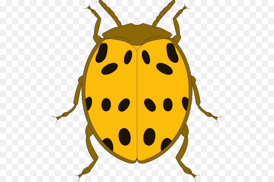 Scarabée，Coccinelle PNG